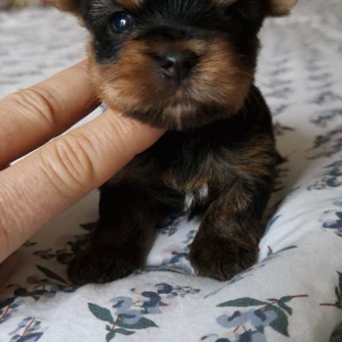 Magnifiques bébés yorkshire dépt 86 #4