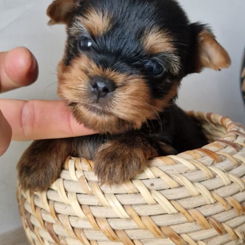 Magnifiques bébés yorkshire dépt 86 #7