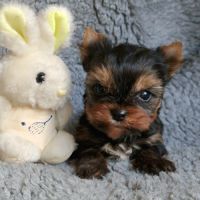 Magnifiques bébés yorkshire dépt 86