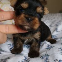 Magnifiques bébés yorkshire dépt 86 #3