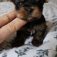 Magnifiques bébés yorkshire dépt 86 #4