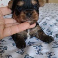 Magnifiques bébés yorkshire dépt 86 #6