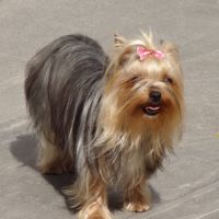 Magnifiques bébés yorkshire dépt 86 #8