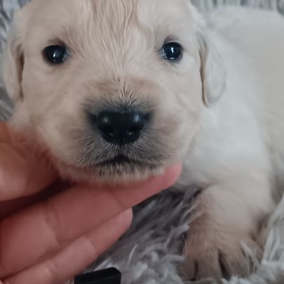 Chiot golden retriever #1