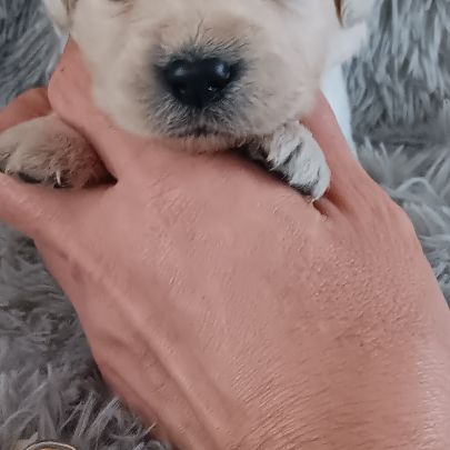 Chiot golden retriever #0