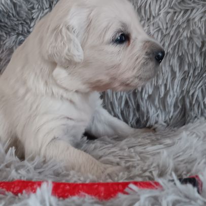 Chiot golden retriever #4