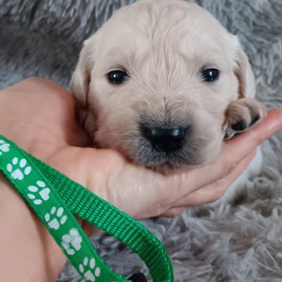 Chiot golden retriever #5