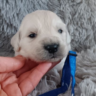 Chiot golden retriever #6