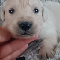 Chiot golden retriever #1