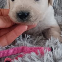 Chiot golden retriever #2