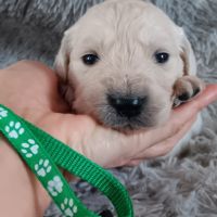 Chiot golden retriever #5