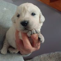 Chiot golden retriever #8