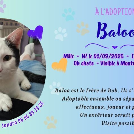 Baloo à adopter #2