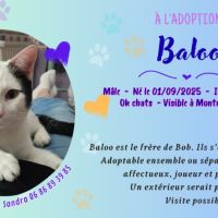 Baloo à adopter #2