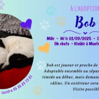 Bob à adopter #2