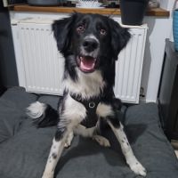 Placement splendide xborder #0