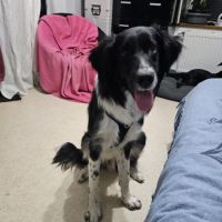 Placement splendide xborder #2