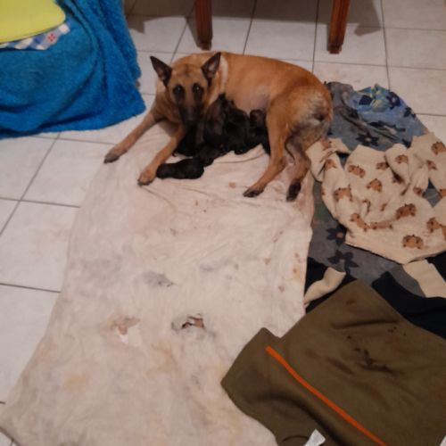 Berger belge malinois