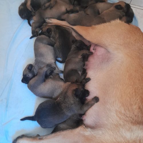 Berger belge malinois #2