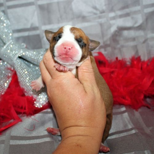 Chiots american staff lof / am'staff lof / staff #3