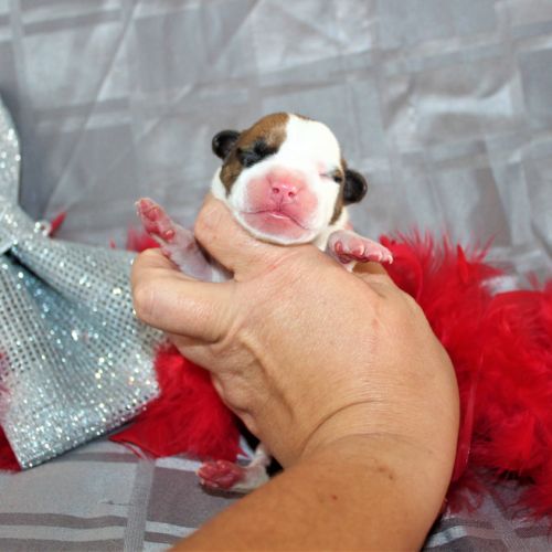 Chiots american staff lof / am'staff lof / staff #7