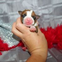 Chiots american staff lof / am'staff lof / staff #1