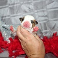 Chiots american staff lof / am'staff lof / staff