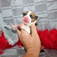 Chiots american staff lof / am'staff lof / staff #4