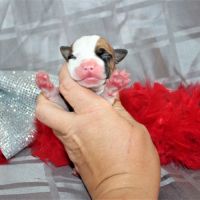 Chiots american staff lof / am'staff lof / staff #6