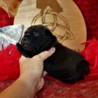 Chiot staffie lof #1