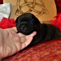 Chiot staffie lof #2