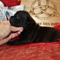 Chiot staffie lof #4
