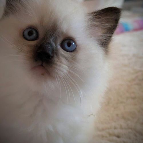 Bélénos, un petit ange lumineux #2