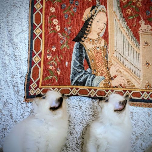 Bélénos, un petit ange lumineux #3