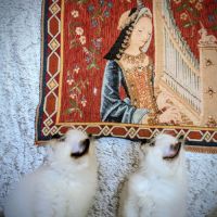 Bélénos, un petit ange lumineux #3