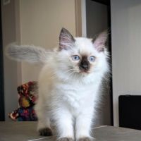 Bélénos, un petit ange lumineux #4