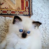 Bélénos, un petit ange lumineux