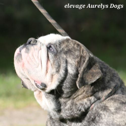 Jeune bulldog continental lof #1