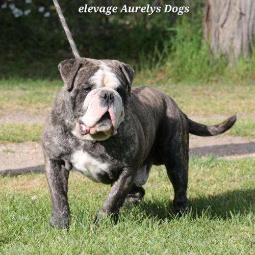 Jeune bulldog continental lof #2