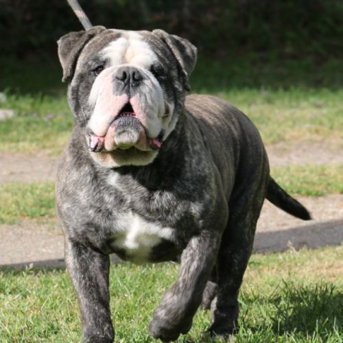 Jeune bulldog continental lof #0
