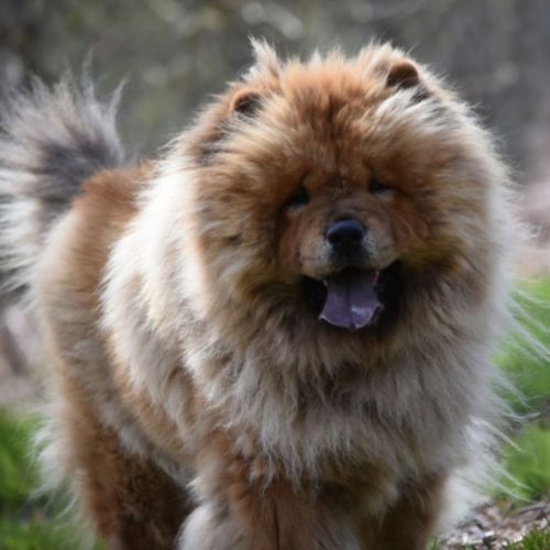 Jeune bulldog continental lof #6