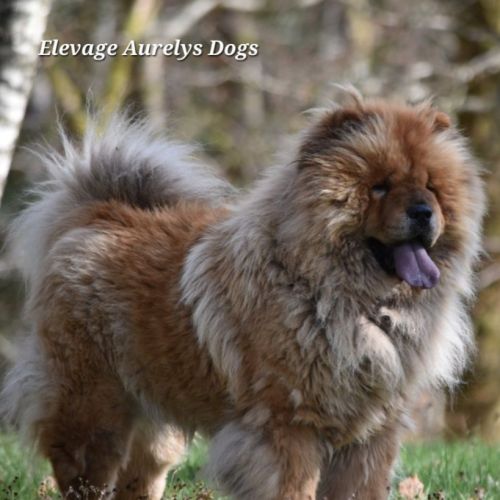 Jeune bulldog continental lof #7