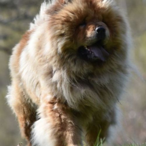 Jeune bulldog continental lof #8