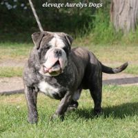 Jeune bulldog continental lof #2