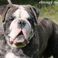 Jeune bulldog continental lof #3