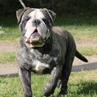 Jeune bulldog continental lof