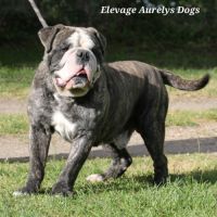 Jeune bulldog continental lof #5