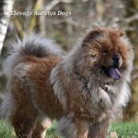 Jeune bulldog continental lof #7