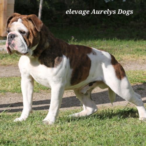 Jeune bulldog continental lof #1