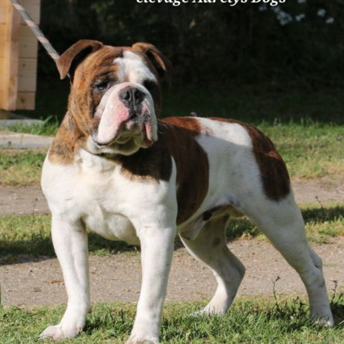 Jeune bulldog continental lof #2